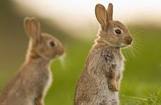 属兔女人二婚过得怎么样