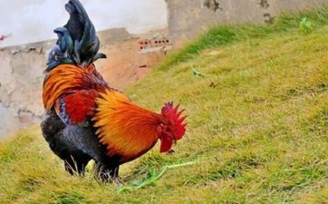 属鸡人最挣钱的行业
