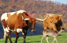 1997年属牛找对象找多大的好