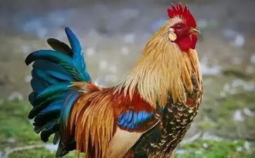 属鸡人什么时候能好运