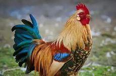 属鸡人什么时候能好运