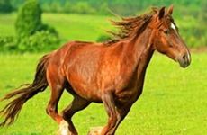 1990年属马人正缘出现年份