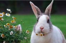 属兔人2026全年运势