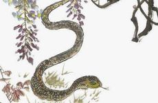 1965年属蛇人一生大劫年