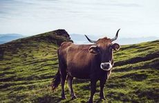 2009年属牛人三大坎是什么