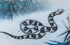 属蛇去哪个方向发财好