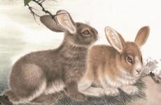 属兔人未来三年2026-2028运势