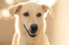 2018年属狗人2026年全年运势运程详解