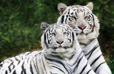 属虎女几月出嫁为大吉