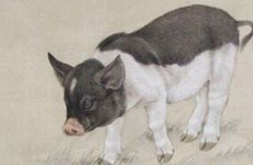 属猪人的性格与终身运程