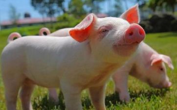 1995年1月出生的属猪人五行属缺查询