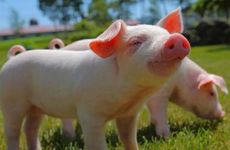 1995年1月出生的属猪人五行属缺查询