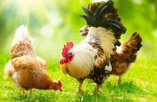 1981年属鸡人正缘在哪年出现