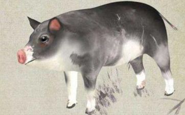 属猪人2025年9月份财运走势