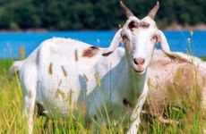 1967年属羊的寿命有多长