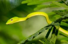 属蛇人一生最大的对手