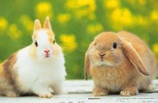 怎么让属兔男人离不开你