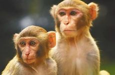 1980属猴人正缘出现年份