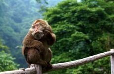 属猴人开店大门朝哪个方向比较好