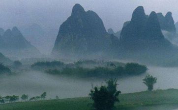 风水中哪些树旺宅或是大忌