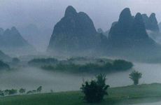 风水中哪些树旺宅或是大忌