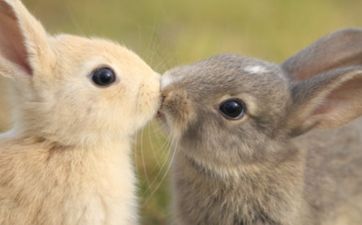 属蛇与属马的中吉配对婚配幸福