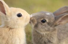 属蛇与属马的中吉配对婚配幸福